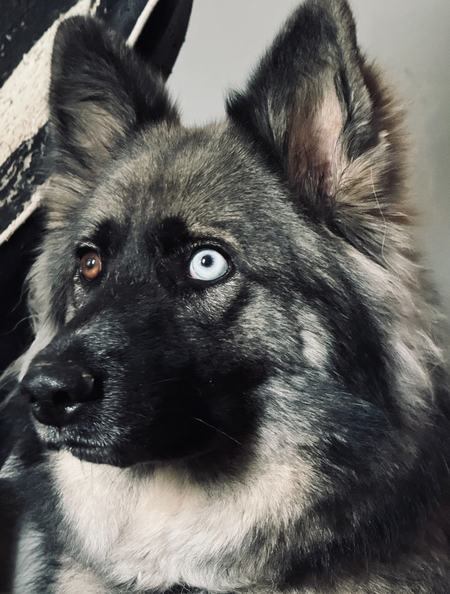 Kora