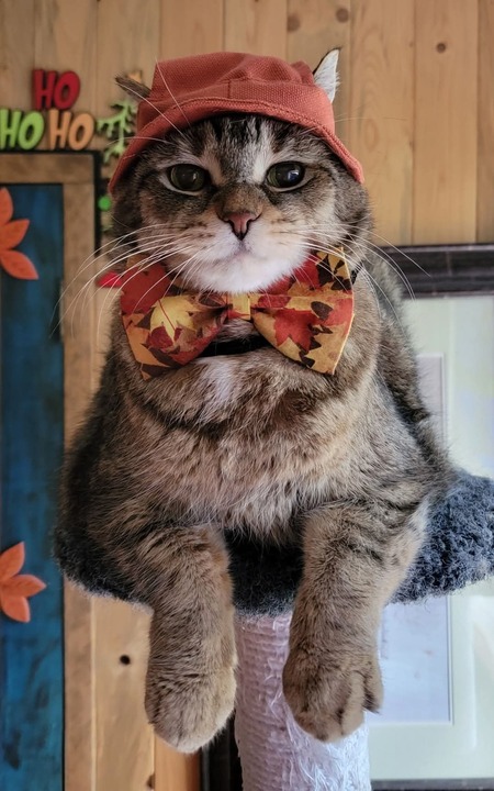 Eddie, Wasaga Beach's Bow Tie Cat