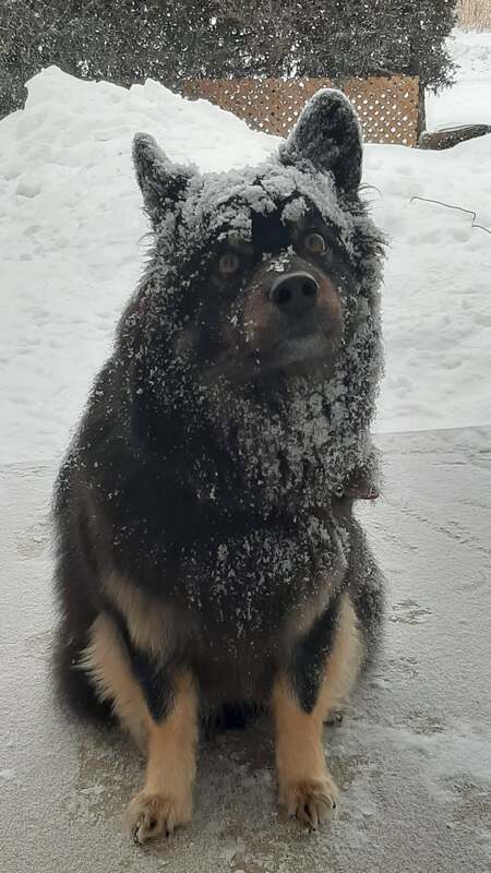 Dexter
