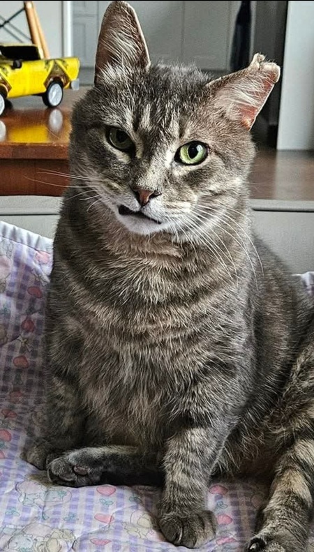 Frankenstein 