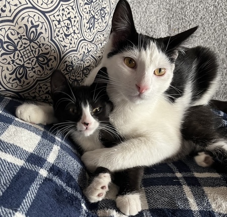 Simon and Salem 