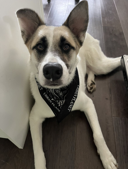Bowie