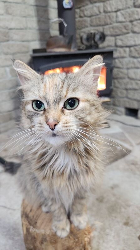 Juno