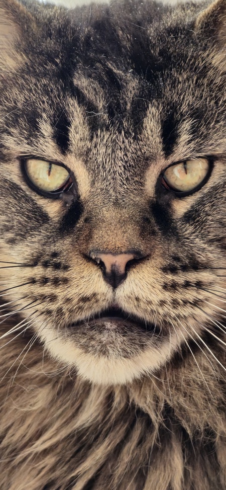 Mewshi