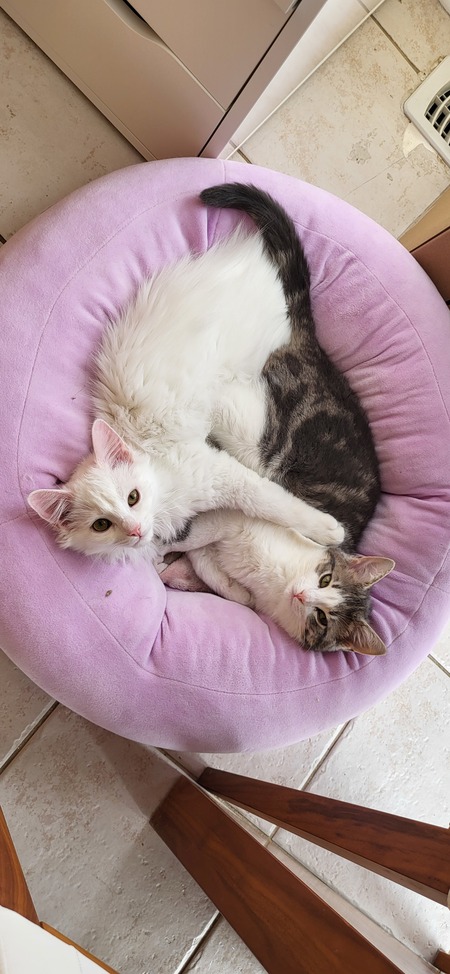 Suzy Snowflake & Lizzy Gumdrop 