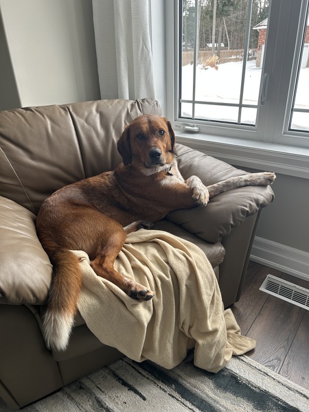 Buddy