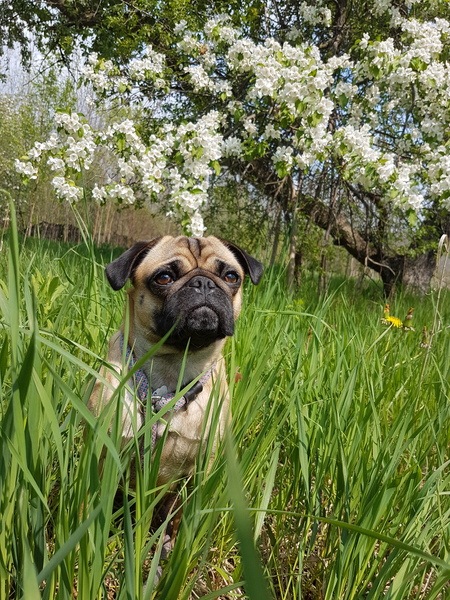 Milly