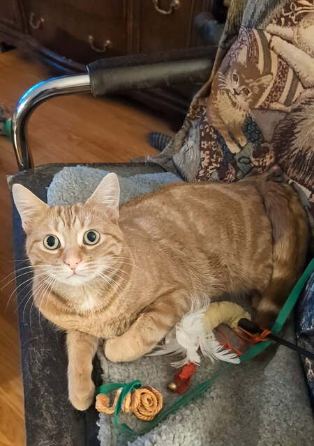 Nutmeg