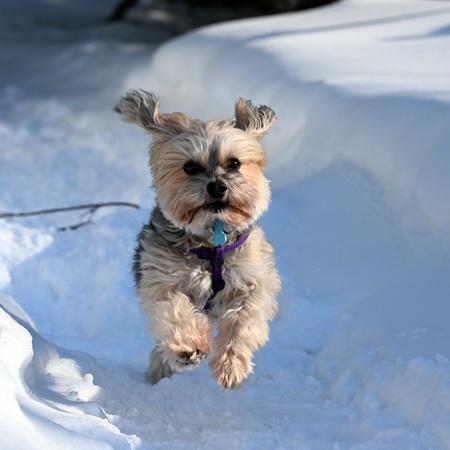 Baxter