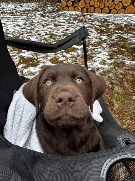 Murphy