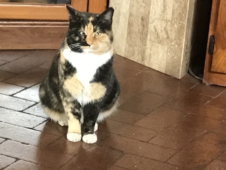 NotSpot