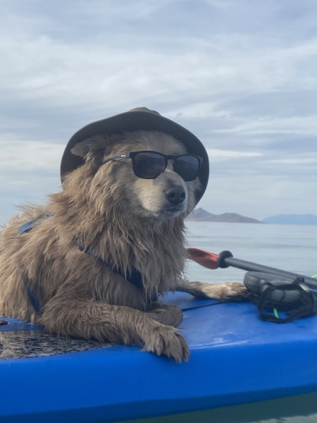 Koda Stark