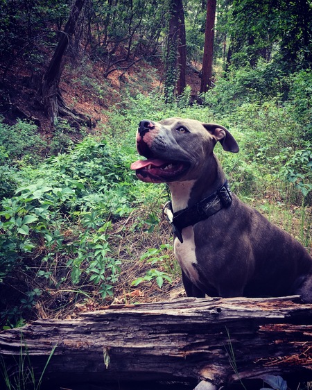 Nala