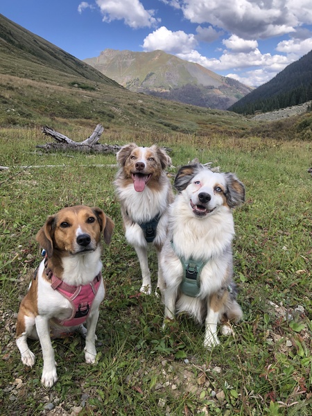 Penny, Rio, & Kiva