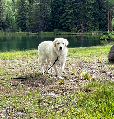 Bob the Dog