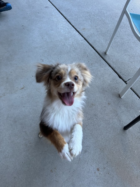Merlin