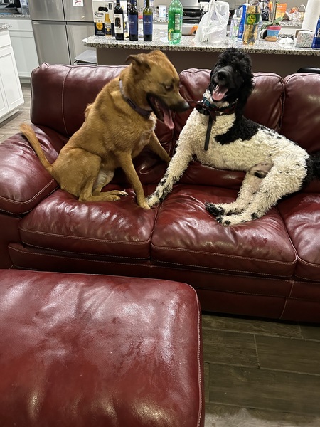 Sugar and Kenji