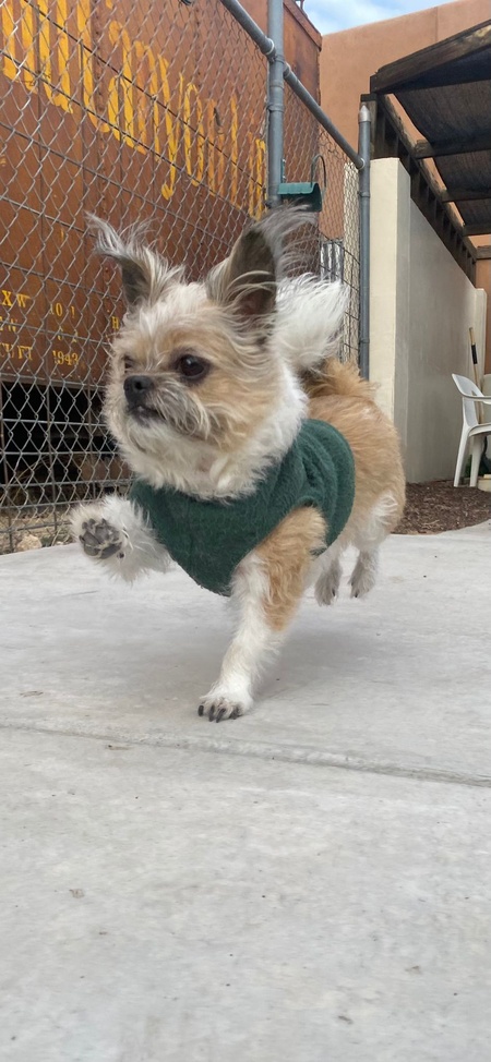 Gizmo