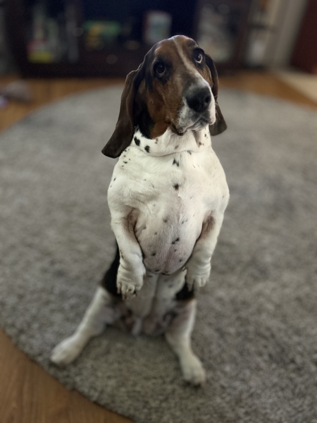 Juniper