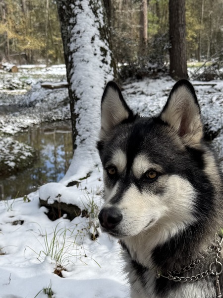 Kodi, the shelter dog