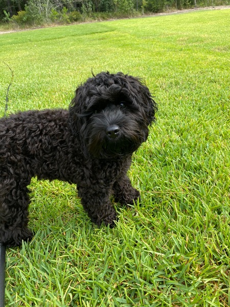 Layla