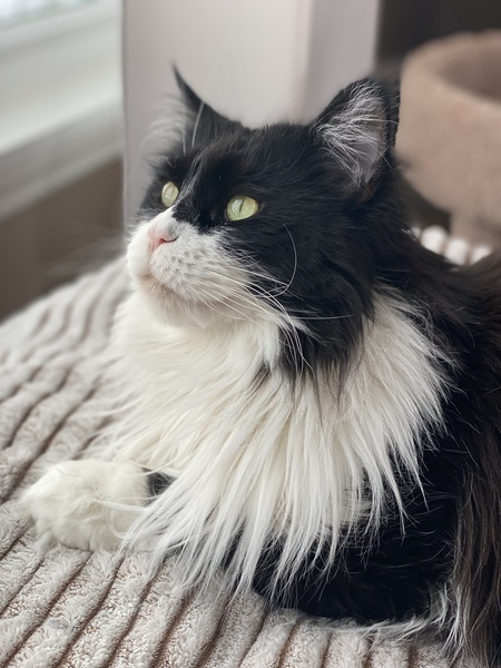 Stella