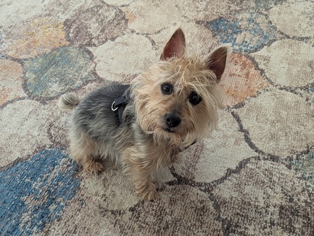 Oscar