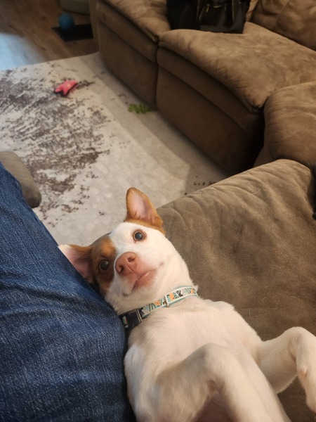 Arlo