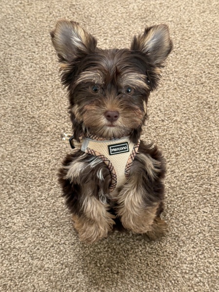 Teddy 