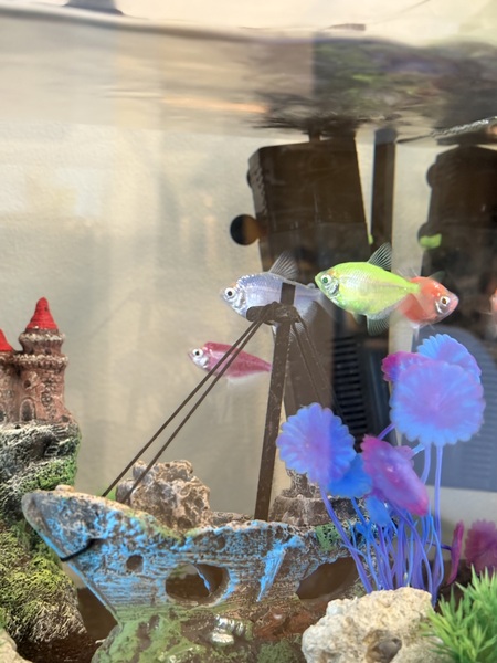Mimi, Blueberry, Pineapple, and Peach (left to right)