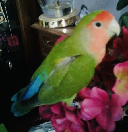 Peachy Curious