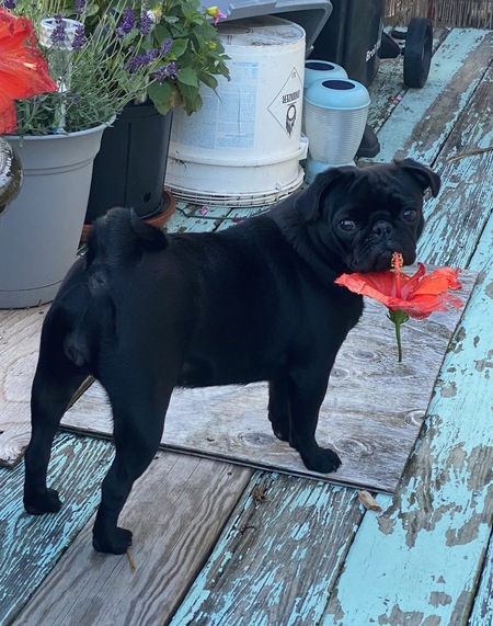 Princess Lulu Beanz aka Lulu