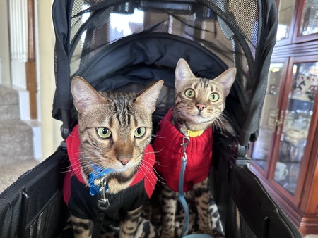 Loki and Lily 