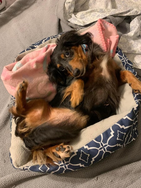 Lyla, My Belle