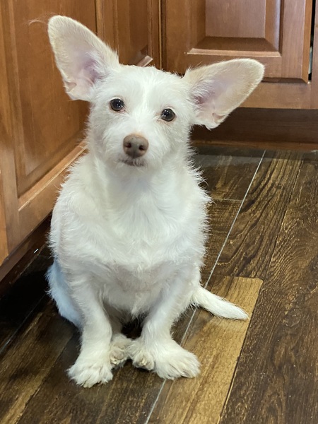 Daisy