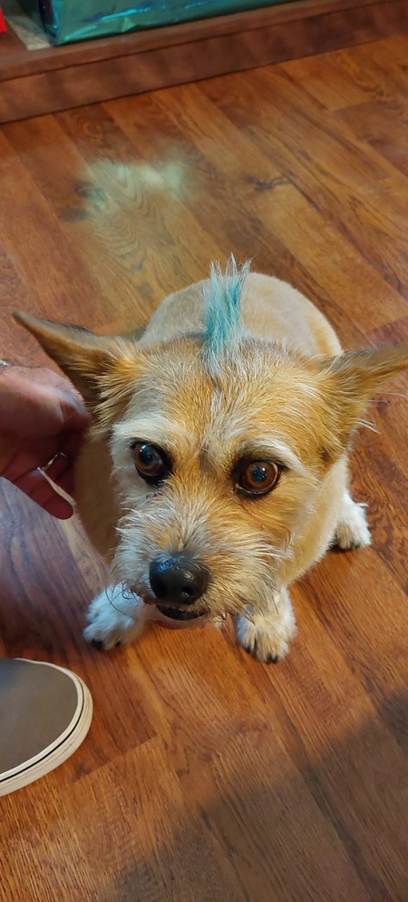 Yoda