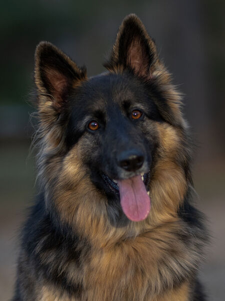 Lulu