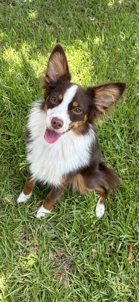 Scout