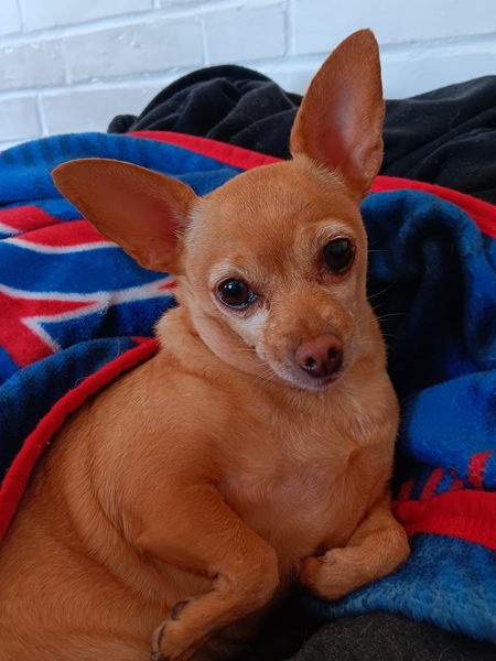Piki
