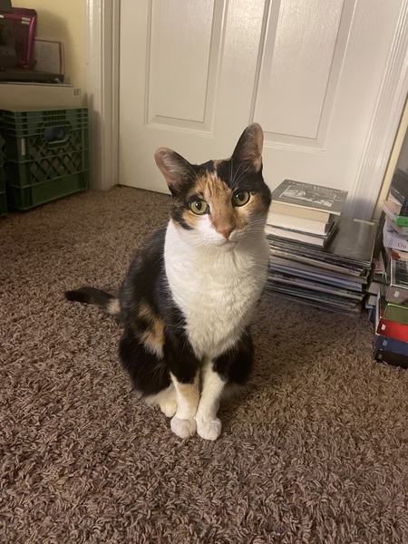 Buttercup