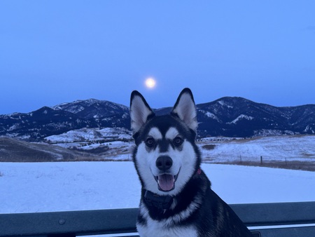 Stella
