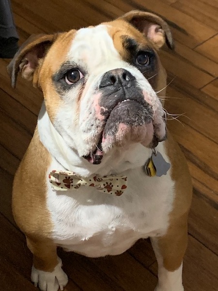 Bonzo