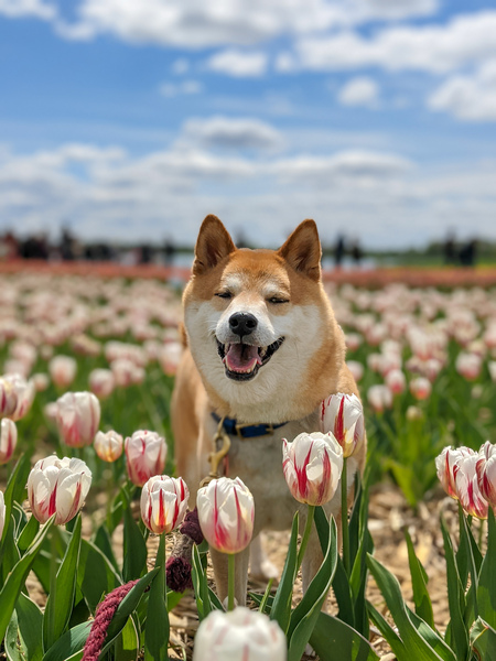 Kiba