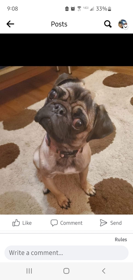 Gracie