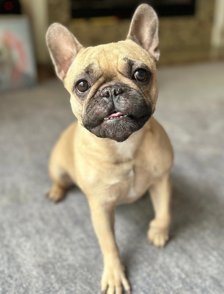 Olive 