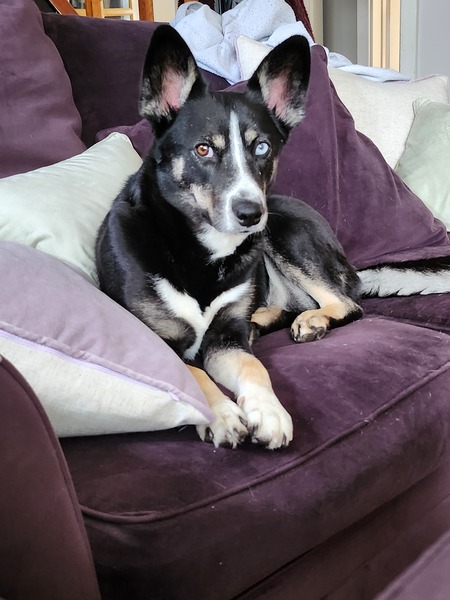Juno