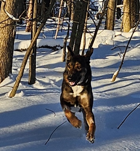 Koda