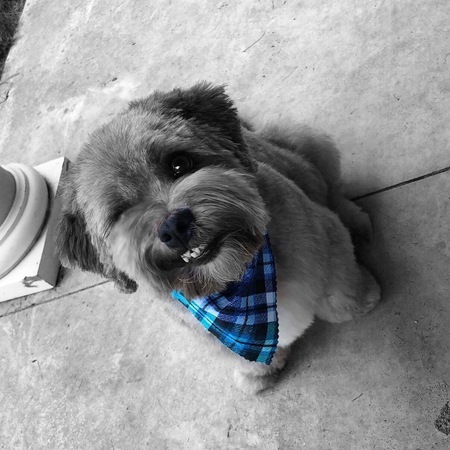 Bruin