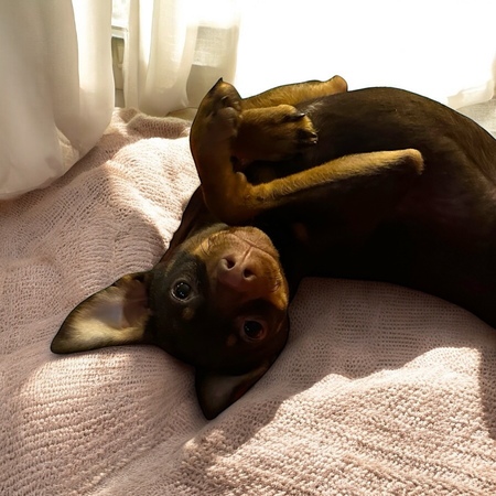 Olive