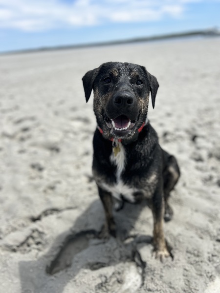 Maverick